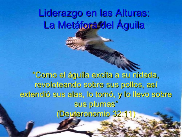 aguila liderazgo